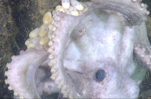 Ein Oktopusweibchen auf seiner Brut von ca. 160 Eiern. (C) Robison, B. et al.: Deep Sea Octopus (Graneledone boreopacifica) conducts longest-known egg-brooding period of any animal. In: PLoS ONE 7, e103437, 2014, fig. 4